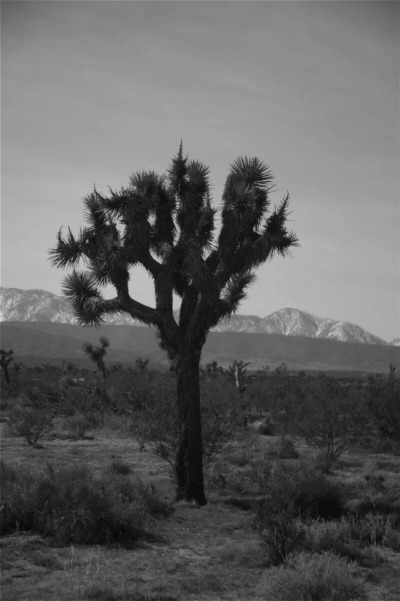 phtograph of a tree in Llano, CA