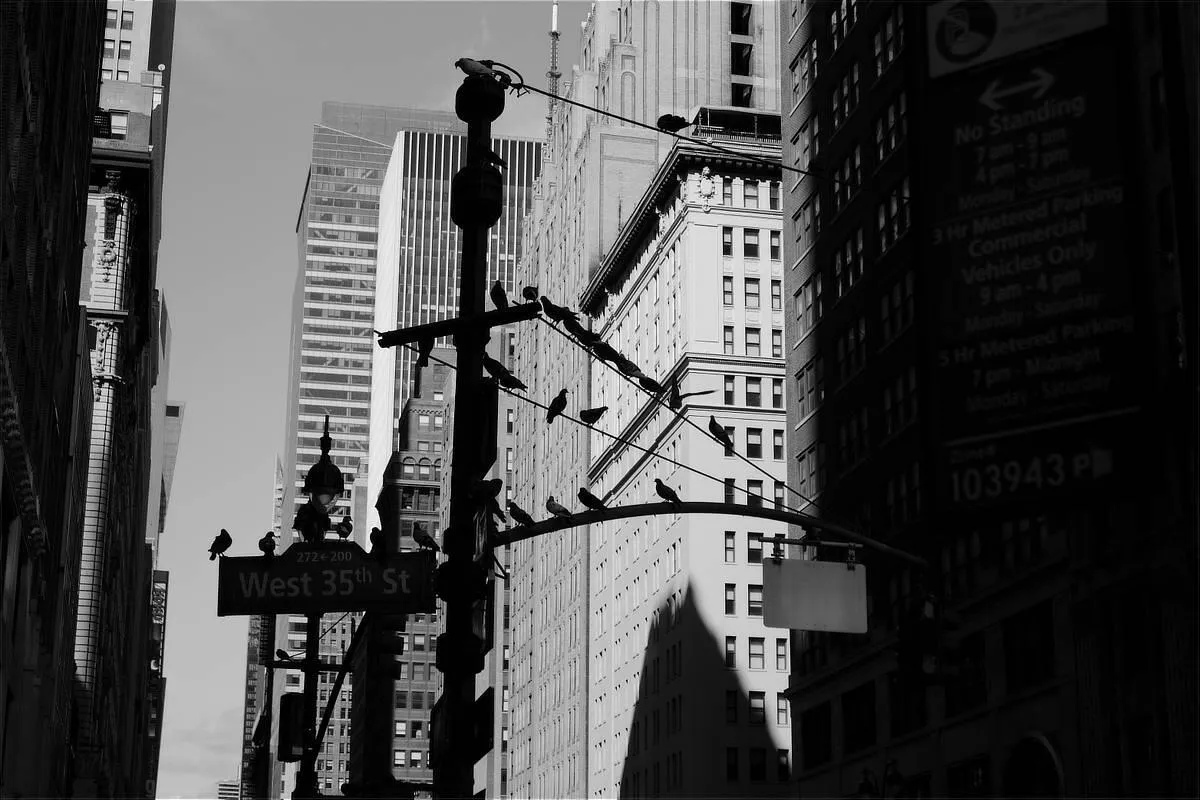 photograph of birds on a signpole in NYC